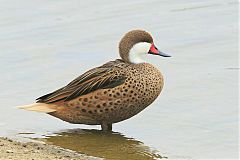 White-cheeked Pintail